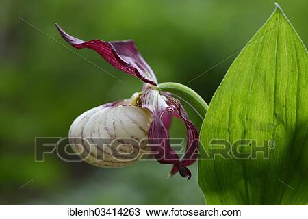 "Lady's-slipper Orchid hybrid (Cypripedium 'Gisela'), Haren, Emsland, Lower Saxony, Germany, Europe" View Large Photo Image Stock Image - "Lady's-slipper Orchid hybrid (Cypripedium 'Gisela'), Haren, Emsland, Lower Saxony, Germany, Europe". Fotosearch