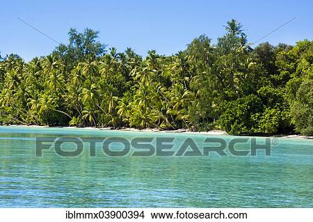 "Lagoon with a sandy beach and palm trees, Peleliu, Palau, Micronesia, Oceania" View Large Photo Image Picture - "Lagoon with a sandy beach and palm trees, Peleliu, Palau, Micronesia, Oceania". Fotosearch