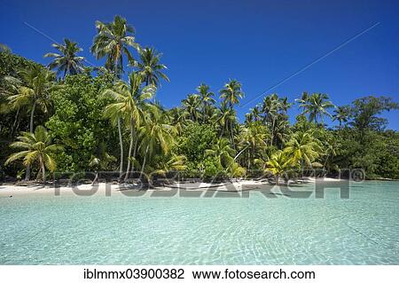 "Lagoon with a sandy beach and palm trees, Peleliu, Palau, Micronesia, Oceania" View Large Photo Image Stock Image - "Lagoon with a sandy beach and palm trees, Peleliu, Palau, Micronesia, Oceania". Fotosearch