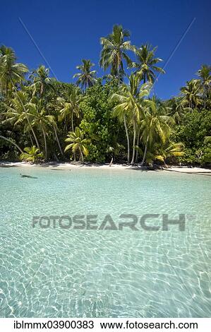 "Lagoon with a sandy beach and palm trees, Peleliu, Palau, Micronesia, Oceania" View Large Photo Image Stock Image - "Lagoon with a sandy beach and palm trees, Peleliu, Palau, Micronesia, Oceania". Fotosearch