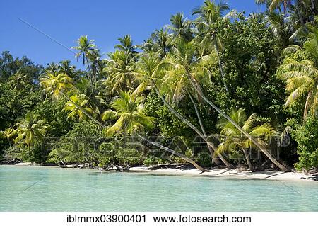 "Lagoon with a sandy beach and palm trees, Peleliu, Palau, Micronesia, Oceania" View Large Photo Image Stock Image - "Lagoon with a sandy beach and palm trees, Peleliu, Palau, Micronesia, Oceania". Fotosearch