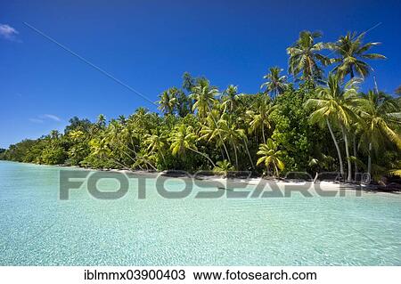 "Lagoon with a sandy beach and palm trees, Peleliu, Palau, Micronesia, Oceania" View Large Photo Image Stock Image - "Lagoon with a sandy beach and palm trees, Peleliu, Palau, Micronesia, Oceania". Fotosearch
