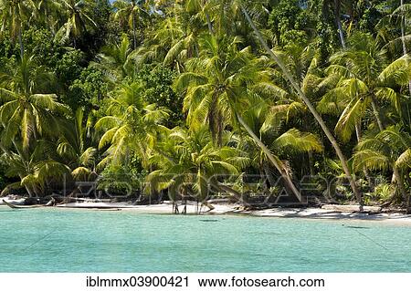 "Lagoon with a sandy beach and palm trees, Peleliu, Palau, Micronesia, Oceania" View Large Photo Image Stock Image - "Lagoon with a sandy beach and palm trees, Peleliu, Palau, Micronesia, Oceania". Fotosearch