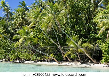 "Lagoon with a sandy beach and palm trees, Peleliu, Palau, Micronesia, Oceania" View Large Photo Image Stock Image - "Lagoon with a sandy beach and palm trees, Peleliu, Palau, Micronesia, Oceania". Fotosearch