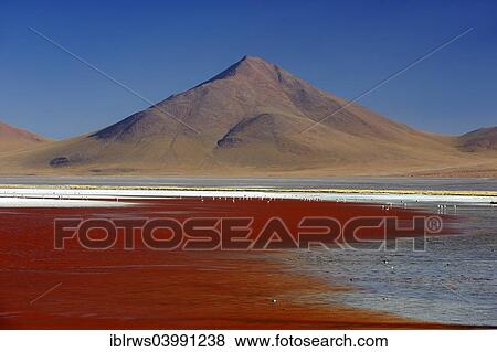 "Laguna Colorada, Altiplano, Potosi, Bolivia, South America" View Large Photo Image Stock Photo - "Laguna Colorada, Altiplano, Potosi, Bolivia, South America". Fotosearch
