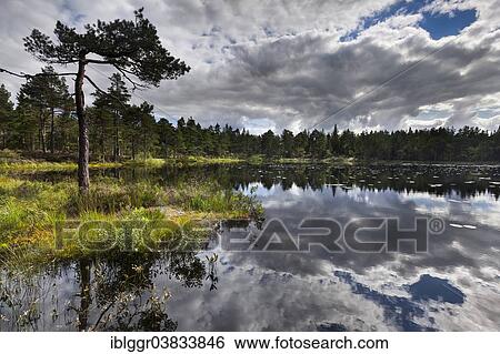 "Lake at Karolinerleden, Kroppefjall, Dalsland, Vastra Gotaland, Sweden, Europe" View Large Photo Image Stock Photograph - "Lake at Karolinerleden, Kroppefjall, Dalsland, Vastra Gotaland, Sweden, Europe". Fotosearch