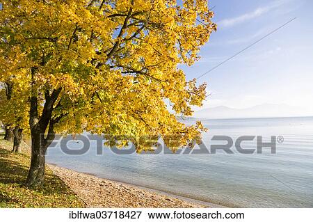 "Lake Chiemsee in autumn, Bavaria, Germany, Europe" View Large Photo Image Stock Photo - "Lake Chiemsee in autumn, Bavaria, Germany, Europe". Fotosearch