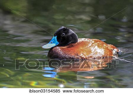 "Lake Duck or Argentine Lake Duck (Oxyura vittata), drake, native to South America, captive, Heidelberg, Baden-Wurttemberg, Germany, Europe" View Large Photo Image Stock Photography - "Lake Duck or Argentine Lake Duck (Oxyura vittata), drake, native to South America, captive, Heidelberg, Baden-Wurttemberg, Germany, Europe". Fotosearch