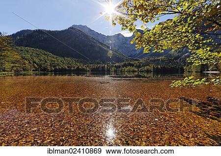 "Lake Hinterer Langbathsee with beech leaves, Hoellengebirge mountains, Ebensee, Salzkammergut region, Upper Austria, Austria, Europe" View Large Photo Image Stock Photo - "Lake Hinterer Langbathsee with beech leaves, Hoellengebirge mountains, Ebensee, Salzkammergut region, Upper Austria, Austria, Europe". Fotosearch