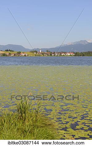 "Lake Hopfensee with Hopfen am See, Hopfen am See, Hopfen am See, Allgau, Upper Bavaria, Bavaria, Germany, Europe" View Large Photo Image Picture - "Lake Hopfensee with Hopfen am See, Hopfen am See, Hopfen am See, Allgau, Upper Bavaria, Bavaria, Germany, Europe". Fotosearch