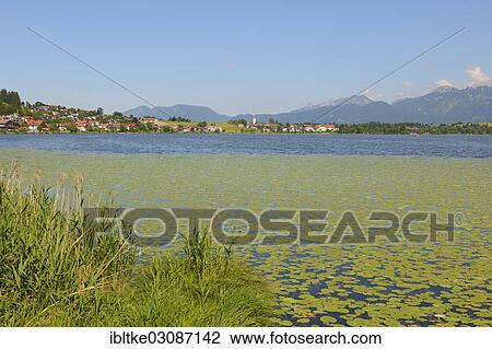 Stock Image - "Lake Hopfensee with Hopfen am See, Hopfen am See, Hopfen am See, Allgau, Upper Bavaria, Bavaria, Germany, Europe". Fotosearch