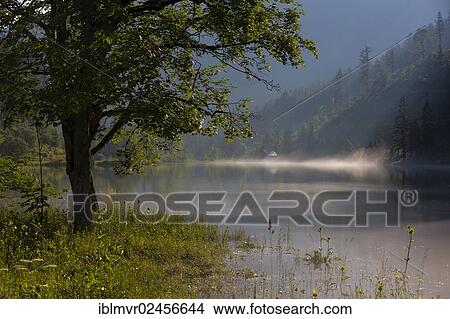 "Lake near Gosau in the morning mist, Salzkammergut, Austria, Europe" View Large Photo Image Picture - "Lake near Gosau in the morning mist, Salzkammergut, Austria, Europe". Fotosearch
