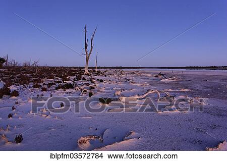"Lake Ninan, salt lake, in morning light, Victoria Plains, Western Australia, Australia, Oceania" View Large Photo Image Picture - "Lake Ninan, salt lake, in morning light, Victoria Plains, Western Australia, Australia, Oceania". Fotosearch