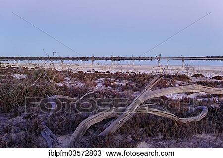 Stock Image - "Lake Ninan, salt lake, in morning light, Victoria Plains, Western Australia, Australia, Oceania". Fotosearch