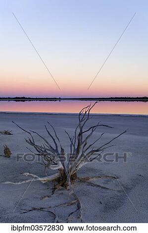 "Lake Ninan, salt lake, in morning light, Victoria Plains, Western Australia, Australia, Oceania" View Large Photo Image Stock Image - "Lake Ninan, salt lake, in morning light, Victoria Plains, Western Australia, Australia, Oceania". Fotosearch