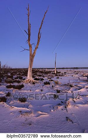 "Lake Ninan, salt lake, in morning light, Victoria Plains, Western Australia, Australia, Oceania" View Large Photo Image Stock Photo - "Lake Ninan, salt lake, in morning light, Victoria Plains, Western Australia, Australia, Oceania". Fotosearch