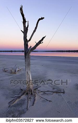 "Lake Ninan, salt lake, in morning light, Victoria Plains, Western Australia, Australia, Oceania" View Large Photo Image Stock Photo - "Lake Ninan, salt lake, in morning light, Victoria Plains, Western Australia, Australia, Oceania". Fotosearch