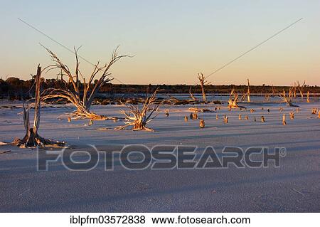 "Lake Ninan, salt lake, in morning light, Victoria Plains, Western Australia, Australia, Oceania" View Large Photo Image Stock Photo - "Lake Ninan, salt lake, in morning light, Victoria Plains, Western Australia, Australia, Oceania". Fotosearch