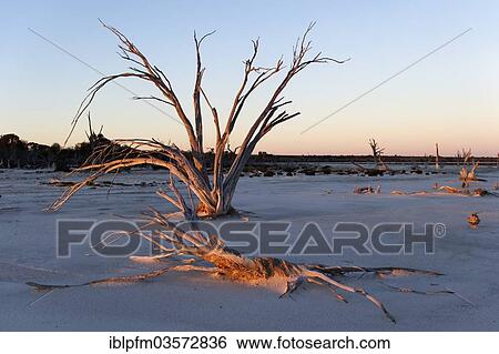Stock Photograph - "Lake Ninan, salt lake, in morning light, Victoria Plains, Western Australia, Australia, Oceania". Fotosearch