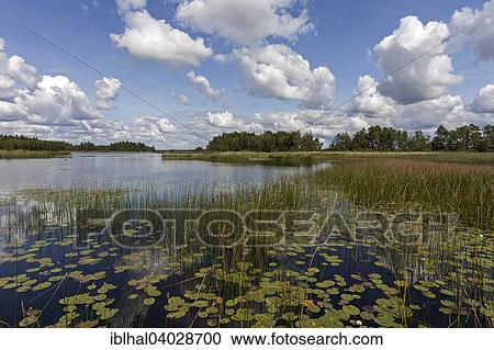 "Lake with reeds and lily pads, Smaland, Sweden, Europe" View Large Photo Image Stock Image - "Lake with reeds and lily pads, Smaland, Sweden, Europe". Fotosearch