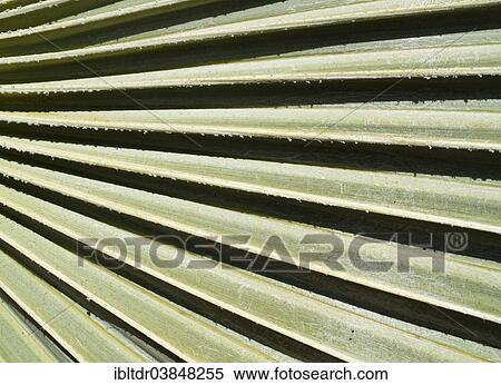 "Lala Palm (Hyphaene coriacea), detail of a leaf, Kruger National Park, South Africa, Africa" View Large Photo Image Stock Photography - "Lala Palm (Hyphaene coriacea), detail of a leaf, Kruger National Park, South Africa, Africa". Fotosearch