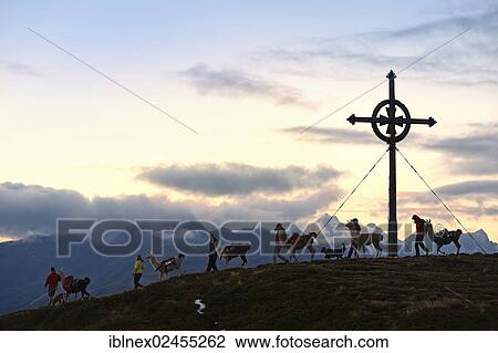Stock Image - "Lama tour to the summit of Ederplan Mountain in the Defregger Group, Carnic Dolomites, Upper Lienz, Puster Valley, East Tyrol, Austria, Europe". Fotosearch
