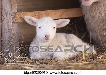 "Lamb, East Frisian sheep" View Large Photo Image Stock Image - "Lamb, East Frisian sheep". Fotosearch