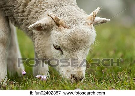 "Lamb grazing on Buness, Shetland Islands, Scotland, United Kingdom, Europe" View Large Photo Image Stock Photo - "Lamb grazing on Buness, Shetland Islands, Scotland, United Kingdom, Europe". Fotosearch