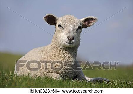 "Lamb on the grass on a dike, Gluckstadt, Schleswig-Holstein, Germany, Europe" View Large Photo Image Picture - "Lamb on the grass on a dike, Gluckstadt, Schleswig-Holstein, Germany, Europe". Fotosearch