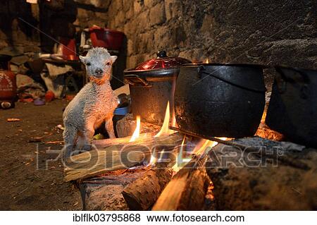 "Lamb warming up by the open fire of a traditional stove, Union Potrero, Quispillacta, Ayacucho, Peru, South America" View Large Photo Image Stock Photo - "Lamb warming up by the open fire of a traditional stove, Union Potrero, Quispillacta, Ayacucho, Peru, South America". Fotosearch