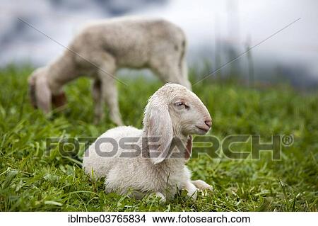 "Lambs, South Tyrol province, Trentino-Alto Adige, Italy, Europe" View Large Photo Image Picture - "Lambs, South Tyrol province, Trentino-Alto Adige, Italy, Europe". Fotosearch