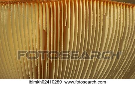 "Lamellae or gills of a fly agaric or fly amanita (Amanita muscaria), toadstool, Bad Hersfeld, Hesse, Germany, Europe" View Large Photo Image Stock Photo - "Lamellae or gills of a fly agaric or fly amanita (Amanita muscaria), toadstool, Bad Hersfeld, Hesse, Germany, Europe". Fotosearch