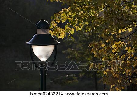 "Lamp and yellow autumnal leaves of a lime tree, near Wustermark, Brandenburg, Germany, Europe" View Large Photo Image Picture - "Lamp and yellow autumnal leaves of a lime tree, near Wustermark, Brandenburg, Germany, Europe". Fotosearch