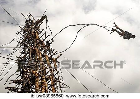 "Land diver jumping, Pentecost Island, Vanuatu, Oceania" View Large Photo Image Stock Image - "Land diver jumping, Pentecost Island, Vanuatu, Oceania". Fotosearch