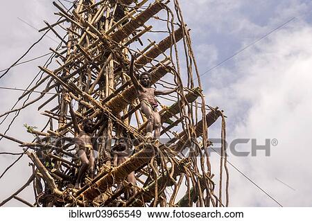 "Land diver preparing to jump, Pentecost Island, Vanuatu, Oceania" View Large Photo Image Stock Photo - "Land diver preparing to jump, Pentecost Island, Vanuatu, Oceania". Fotosearch