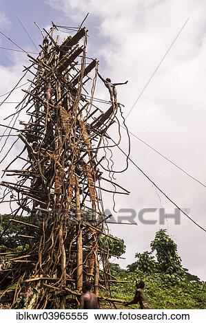 "Land diver preparing to jump, Pentecost Island, Vanuatu, Oceania" View Large Photo Image Stock Photography - "Land diver preparing to jump, Pentecost Island, Vanuatu, Oceania". Fotosearch