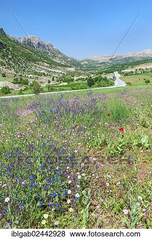 "Landscape, Adiyaman Province, East Turkey, Turkey, Asia" View Large Photo Image Stock Photo - "Landscape, Adiyaman Province, East Turkey, Turkey, Asia". Fotosearch