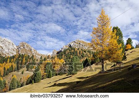 Stock Photo - "Landscape at Gampenwiesen meadows, in front of Zendleser Kofel Mountain, Puez-Geisler Nature Park, Funes Valley, Dolomites, Alto Adige, Italy, Europe". Fotosearch