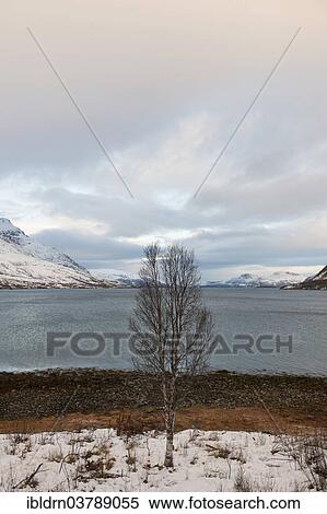 "Landscape at Kaldfjorden, Troms, Norway, Europe" View Large Photo Image Stock Photography - "Landscape at Kaldfjorden, Troms, Norway, Europe". Fotosearch