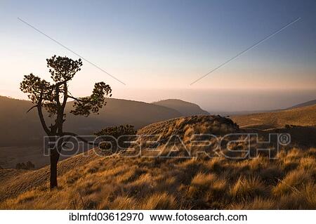 "Landscape in the Iztaccihuatl Popocatepetl National Park, Puebla, Mexico, North America" View Large Photo Image Stock Image - "Landscape in the Iztaccihuatl Popocatepetl National Park, Puebla, Mexico, North America". Fotosearch