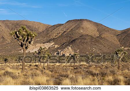 Stock Photography - "Landscape in the Joshua Tree National Park, California, USA". Fotosearch