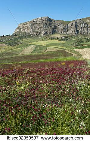"Landscape near Caccamo, SS 285, Prizzi, Palermo province, Sicily, Italy, Europe" View Large Photo Image Stock Photo - "Landscape near Caccamo, SS 285, Prizzi, Palermo province, Sicily, Italy, Europe". Fotosearch