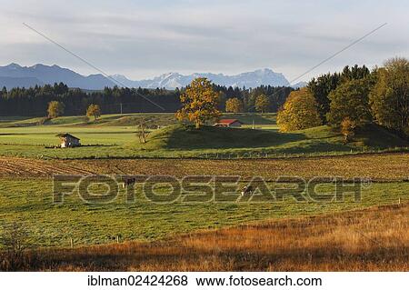 Landscape near the Osterseen lakes in the early morning, in autumn, Iffeldorf, Alpine foreland, Fuenfseenland region, Upper Bavaria, Bavaria, Germany, Europe View Large Photo Image Stock Photo - Landscape near the Osterseen lakes in the early morning, in autumn, Iffeldorf, Alpine foreland, Fuenfseenland region, Upper Bavaria, Bavaria, Germany, Europe. Fotosearch