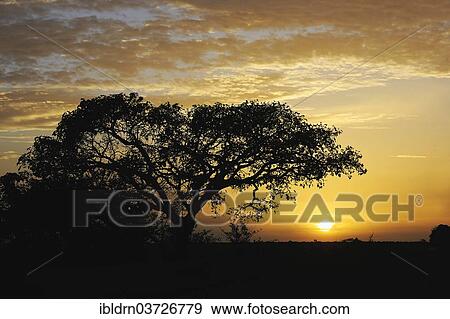 "Landscape of Central Cameroon in the sunset, Adamawa Region, Cameroon, Africa" View Large Photo Image Stock Photo - "Landscape of Central Cameroon in the sunset, Adamawa Region, Cameroon, Africa". Fotosearch