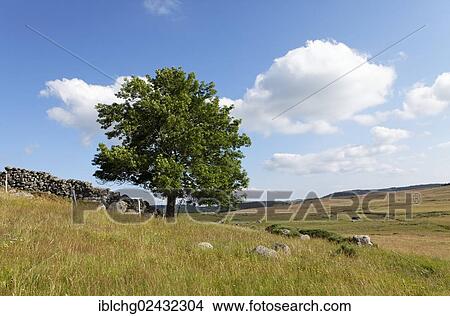 "Landscape of Mont Lozere in Mas Camargues, the Causses and the Cevennes, UNESCO World Heritage Site, Parc National des Cevennes, Cevennes National Park, UNESCO Biosphere Reserve, Le Pont-de-Montvert, Lozere, Languedoc-Roussillon, France, Europe" View Large Photo Image Picture - "Landscape of Mont Lozere in Mas Camargues, the Causses and the Cevennes, UNESCO World Heritage Site, Parc National des Cevennes, Cevennes National Park, UNESCO Biosphere Reserve, Le Pont-de-Montvert, Lozere, Languedoc-Roussillon, France, Europe". Fotosearch