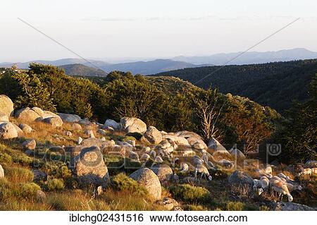 "Landscape of The Causses and the Cevennes, UNESCO World Heritage, Cevennes National Park, Parc National des Cevennes, UNESCO Biosphere Reserve, Mont Lozere, Pont de Montvert, Lozere, Languedoc-Roussillon, France, Europe" View Large Photo Image Stock Photograph - "Landscape of The Causses and the Cevennes, UNESCO World Heritage, Cevennes National Park, Parc National des Cevennes, UNESCO Biosphere Reserve, Mont Lozere, Pont de Montvert, Lozere, Languedoc-Roussillon, France, Europe". Fotosearch