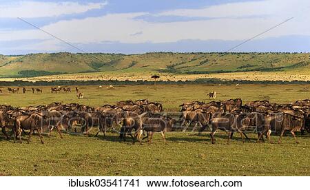 Stock Image - "Landscape of the Maasai Mara with herd of Blue Wildebeest (Connochaetes taurinus), in morning light, Massai Mara, Kenya, Africa". Fotosearch