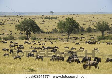 "Landscape of the Maasai Mara with grazing herds of Blue Wildebeest (Connochaetes taurinus), Massai Mara, Kenya, Africa" View Large Photo Image Picture - "Landscape of the Maasai Mara with grazing herds of Blue Wildebeest (Connochaetes taurinus), Massai Mara, Kenya, Africa". Fotosearch