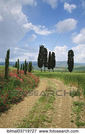 "Landscape with a dirt road, near San Quirico d'Orcia, Val d'Orcia region, Province of Siena, Tuscany, Italy, Europe" View Large Photo Image Stock Photo - "Landscape with a dirt road, near San Quirico d'Orcia, Val d'Orcia region, Province of Siena, Tuscany, Italy, Europe". Fotosearch