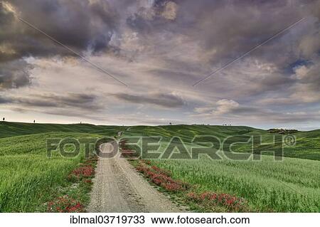 "Landscape with a dirt road, Val d'Orcia region, Province of Siena, Tuscany, Italy, Europe" View Large Photo Image Stock Image - "Landscape with a dirt road, Val d'Orcia region, Province of Siena, Tuscany, Italy, Europe". Fotosearch